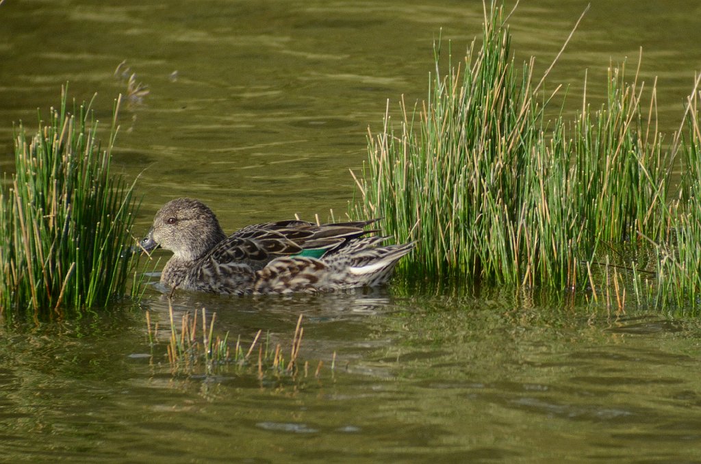 Duck, Green-winged Teal, 2012-12313534 Sabal Palm Sanctuary, TX.JPG - Green-winged Teal. Sabal Palm Sanctuary, TX, 12-31-2012